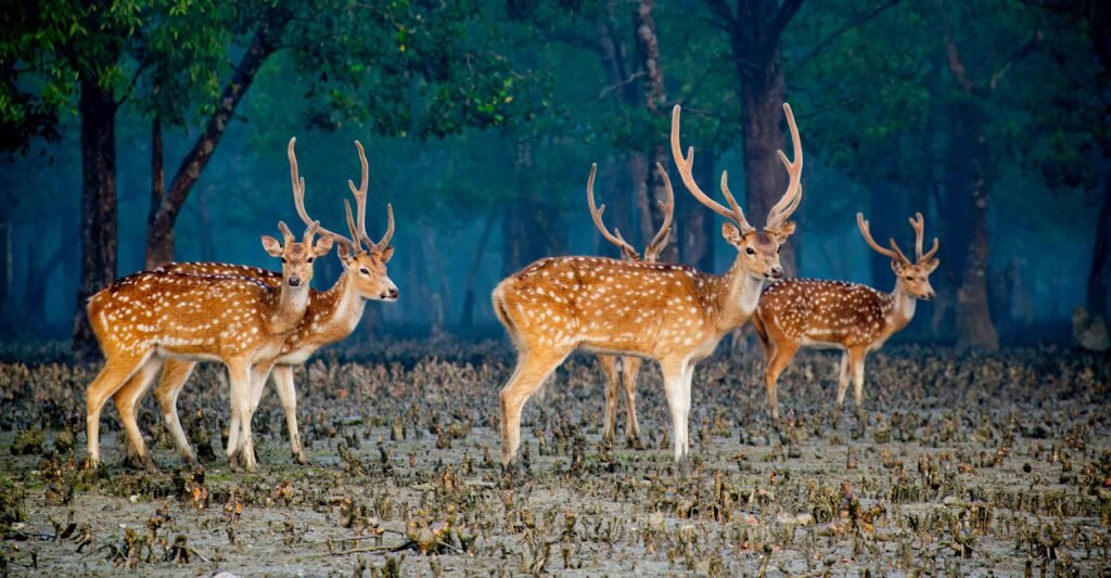 Beauty of Sundarbans