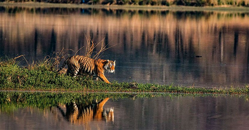 Royal Bengal Tiger at Sundarbans