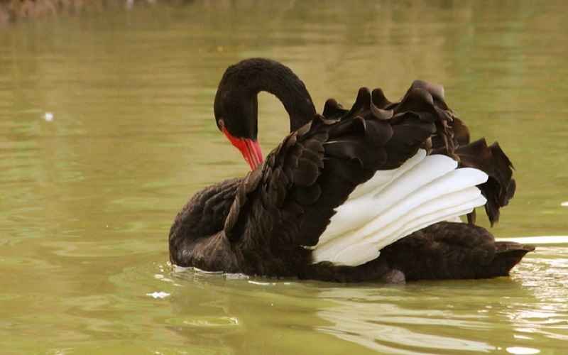 Black Swan