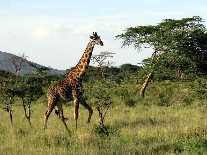 Giraffe at-Gazipur-Safari-Park