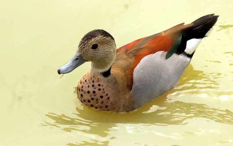 Maryland Duck