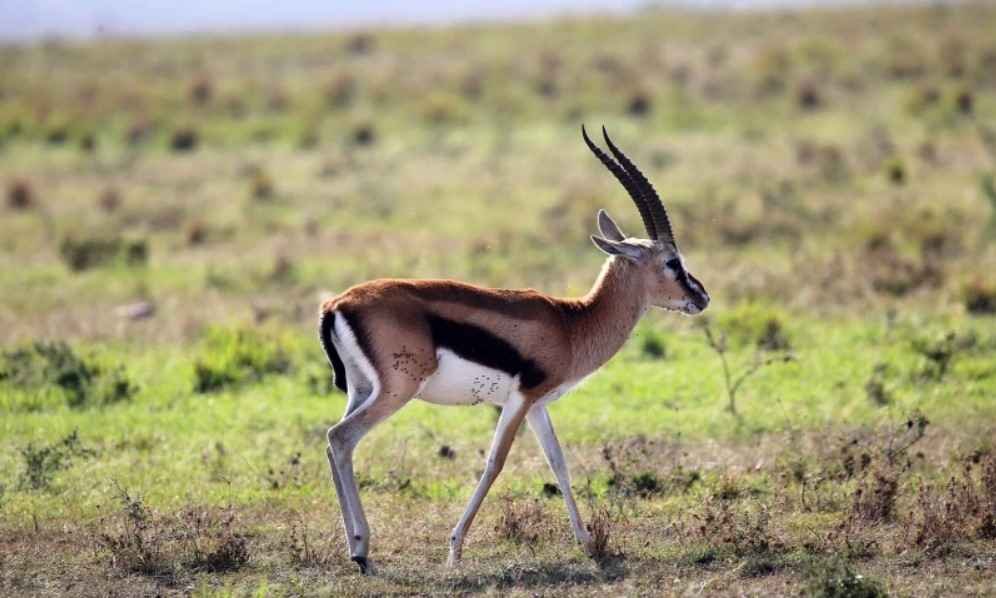 Thomson's-gazelle