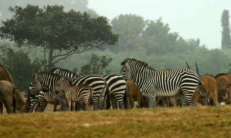 Zebra-at-Gazipur-Safari-Park