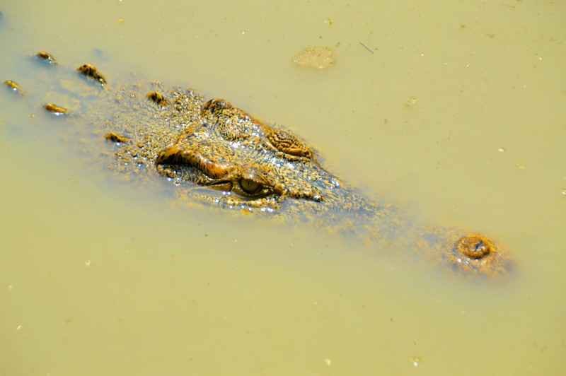crocodile