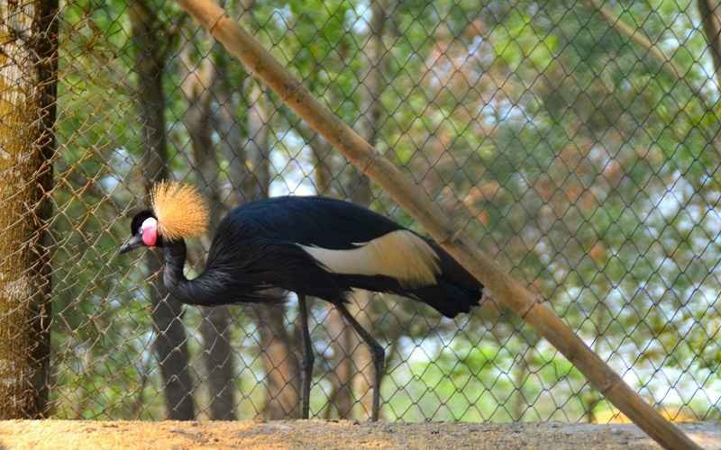 grey crowned crane