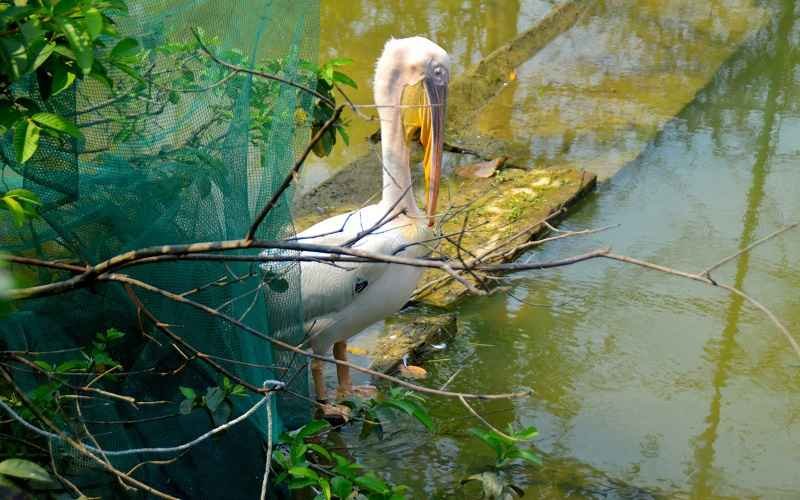 pelican bird