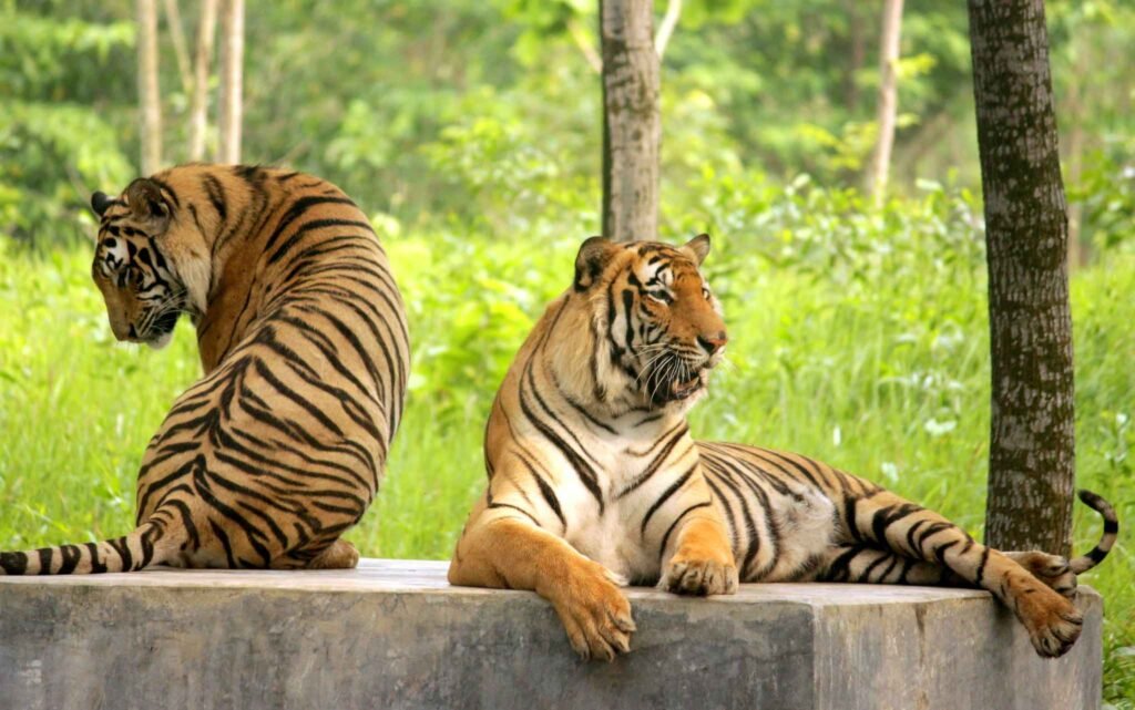 Royal Bengal tiger